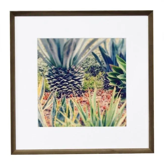 0728 (A+D) Cacti POV (17″ x 17″)