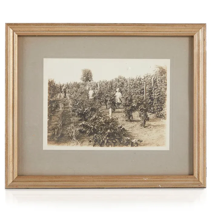 1121 (A+D) Vintage Fruit Orchard