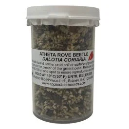 Atheta coriaria or Rove beetle (Dalotia coriaria)