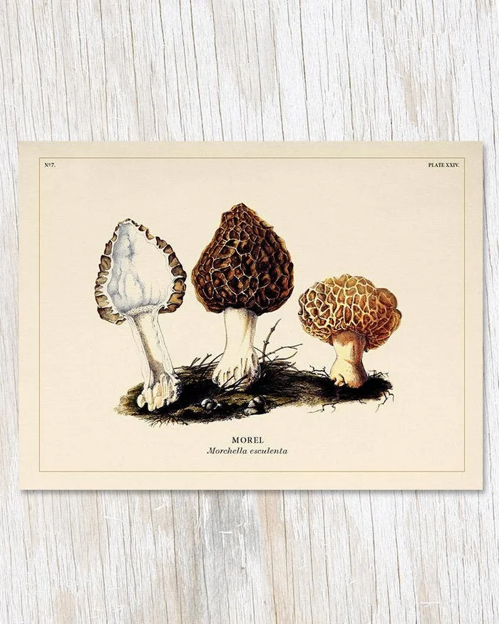 Greeting Card – Mushrooms Card