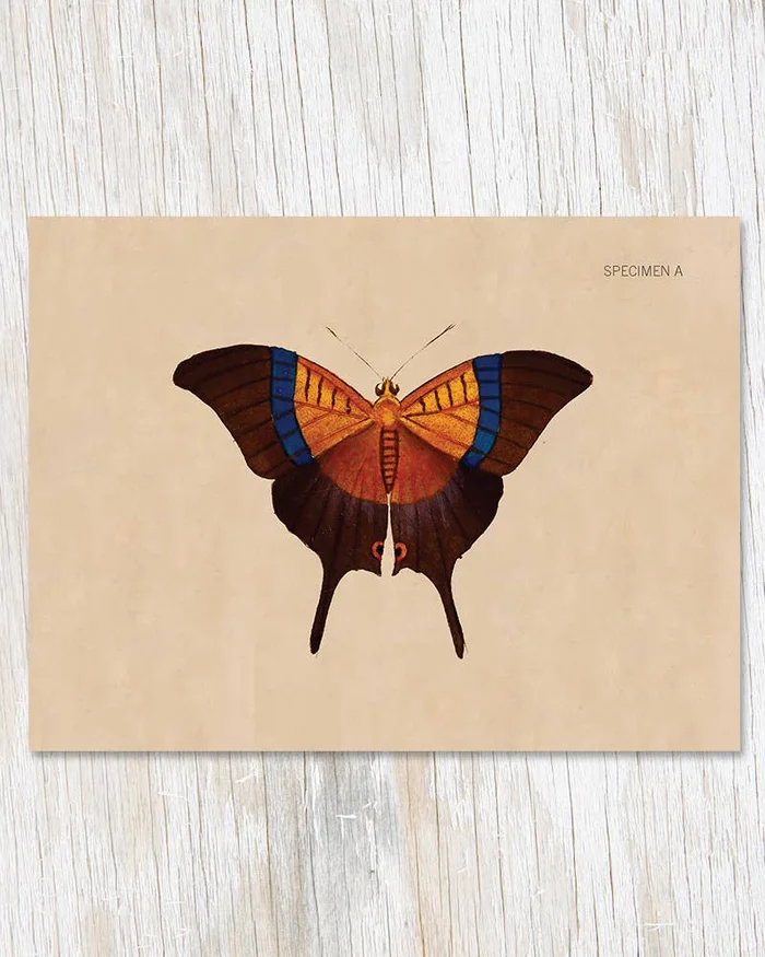 Greeting Card – Specimen A Butterfly Illustration