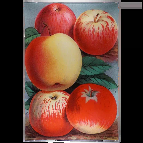John Derian Apples #8 Tray