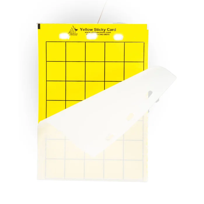 Yellow Card – Double-sided, 8 x 5.5 in